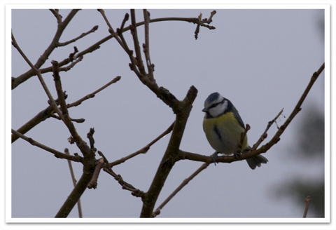 mésange bleue