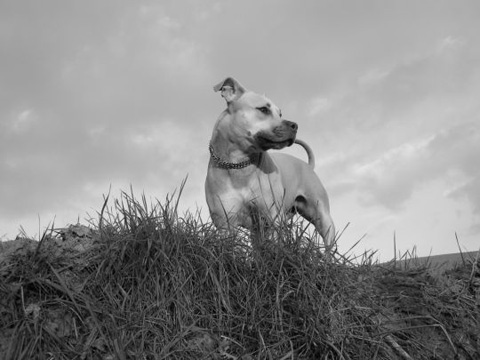 zelda en noir et blanc