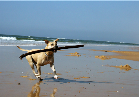 plage landaise