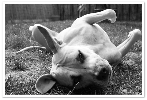 Zelda en noir et blanc